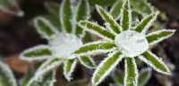 探索植物界的奇妙奥秘和未知现象