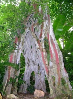 华南植物园的榕树奇观