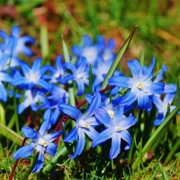 阳台治愈系植物大比拼！蓝铃花清新淡雅，雪光花玲珑可爱，究竟谁能脱颖而出，成为阳台治愈系植物的王者？