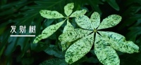 植物的病态美——“锦化”奇观
