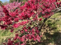 首都科学讲堂丨赏繁花似锦、观植物与人——记第798期《走进奇妙无穷的植物王国》