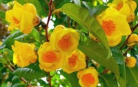 此花是我国“独有”，被誉为植物黄金，金瓣玉蕊，比人参还有营养