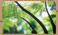 珍稀植物大揭秘：探索奇特树种的奥秘