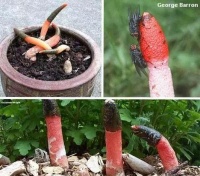 探索神秘植物界的奇观与奥秘