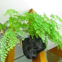 探秘植物界的独特奥秘与奇观