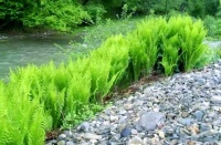 大王花与荚果蕨：植物界的奇观与珍品