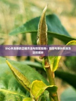 分心木泡茶的正确 与搭配指南：能否与茶叶同泡及功效解析