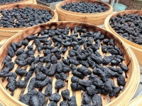熟地黄可以提高免疫力吗？——基于道地怀庆府熟地黄的免疫调节机制与临床证据解析