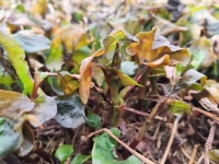 吃鱼腥草根有什么好处和坏处？营养师深度解析鱼腥草根（Houttuynia cordata rhizome）的科学食用指南