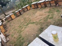 蜂蜜的天然魅力：營(yíng)養(yǎng)、功效與日常應(yīng)用指南