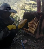 热搜推荐土蜂蜜：上班族美容养颜+便秘调理神器