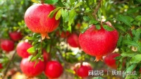 降压降脂 健胃提神又明目 石榴全身是宝