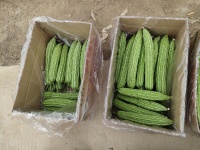 苦瓜对男性有什么好处？科学解析苦瓜（葫芦科苦瓜属植物）的6大针对性健康价值