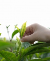 贵州抹茶创新大赛培训：新茶饮爆款调配秘诀公开