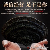 热销榜单：2026年桑黄与灵芝最佳搭配推荐