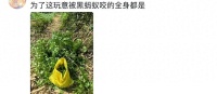 珍稀之枫：广西特色枫叶染黑引发热议