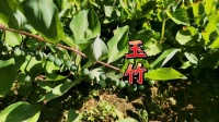 玉竹