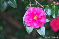 植物护肤原料山茶花提取物