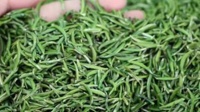 清肺养肺喝什么茶最好
