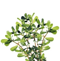 它被称为“长命菜”，专攻清热、解毒！