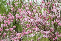 健康相关的“矿物质”的简介