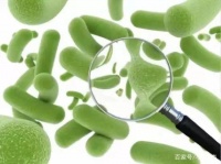 什么成分的益生元才是最有效最可靠的？