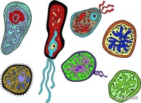 益生元，对健康有哪些影响？应该如何补充？