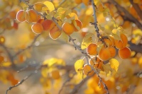 夏日吃杏，6大好处，3个禁忌，你都知道吗？