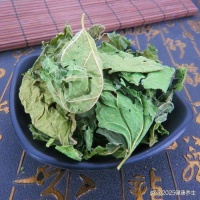 小小桑叶用处大！养生妙招+禁忌提醒，用对才是宝，桑叶的功效