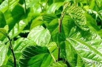 春天遇见这菜使劲吃，季节性强，比荠菜营养，比韭菜鲜香，可惜很多人不懂吃