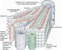 咖啡是天然「护肝片」？近50万人随访10年，答案是这样的