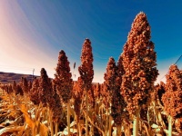 高粱米作用与功效藏在品种里，红樱子糯高粱为什么能搞定酿酒喂鸽？