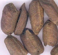 高粱米的多样食谱与健康效果全面指南