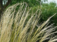 白芨跟仙茅区别有哪些