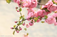 桃花的功效与作用及食用方法和禁忌