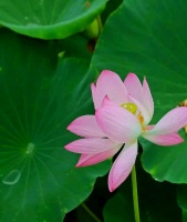 蔡先生的健康之旅：从巨无霸到阳光小伙的减肥传奇