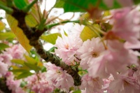 春分时节养生指南：中医专家张雪分享调和阴阳的健康小妙招