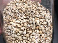 【步骤图】赤小豆薏仁水（烤箱烤薏仁）烤好吃前再洗的做法