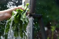 如何安全有效的去除蔬菜的农药残留？