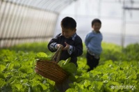 无害增产方法：蔬菜喷点醋，增产三成又无害！