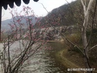 樱桃泡醋是一种古老而又传统的健康食品