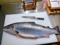 从速效到稳定的杜坎减肥法攻略：食材与阶段解析