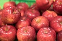 苹果酸奶减肥法，苹果酸奶减肥法的具体实施过程