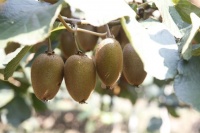 猕猴桃有七大功效，选对优质品种吃对时机营养翻倍更省心！