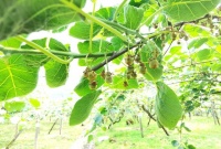 猕猴桃的功效与作用及营养价值，选对鲜果更养生！