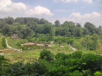 重慶：夏季吃獼猴桃的好處多，云篆獼香的優(yōu)質(zhì)獼猴桃口感酸甜清爽