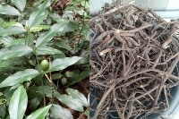 没有什么是“干”不了的——山豆根烘干工艺