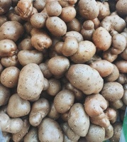 藏在泥土里的“脾之友”：山药豆养生全攻略