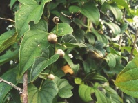 常把山藥豆當(dāng)健康零嘴？這3個隱藏雷區(qū)，可能讓你越吃越虧