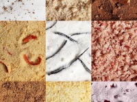 【步骤图】自制调味糖，做甜品更赞的做法